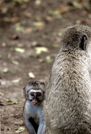 Vervet Monkey And Infant Kenya